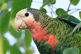 Cuban Parrot